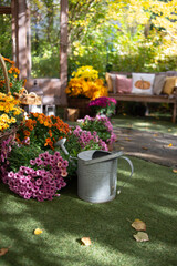 steel watering can in the garden. chrysanthemum and dahlia flowers in pots. sunny autumn day