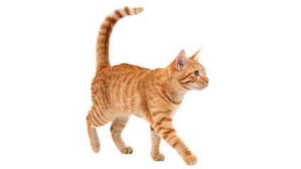 Orange tabby cat walking confidently across in a playful mood  on a transparent background