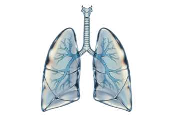 Human lungs isolated on transparent background, anatomical organ in glass style for medical and healthcare concepts
