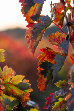 Autumn colors in La Rioja, Spain blending red, orange, and gold tones in soft focus, evoking warmth, nostalgia, and the natural transformation of vineyards in quiet light with refined
