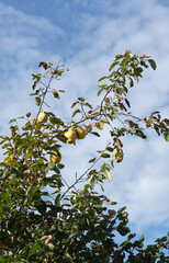 Quince Tree Branches with Ripe Fruits