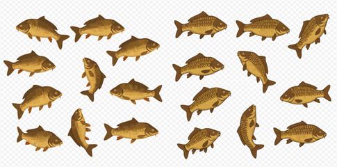 A school of golden brown carp swimming in different directions.