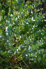 Fototapeta premium Eucalyptus Leaves in Natural Sunlight