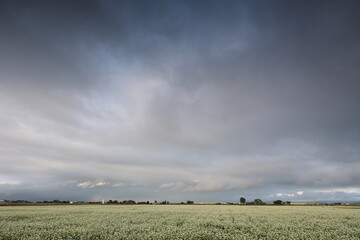 上空に雨雲が広がる夕暮れ時のそば畑