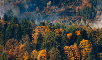 Autumn forest landscape in the mountains full of colors on the deciduous trees during the morning
