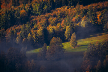 Autumn forest landscape in the mountains full of colors on the deciduous trees during the morning