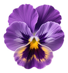 Purple Pansy Petals with Yellow Center, Glossy 3D Realism Illustration on Transparent Background