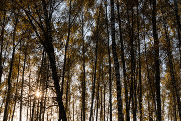 Tall birch tree trunks with yellow autumn foliage against a blue sky. Nature background for seasonal designs and posters.