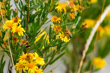 A honey bee is actively foraging on small, bright yellow wildflowers amidst green foliage, capturing a moment of pollination in a field.