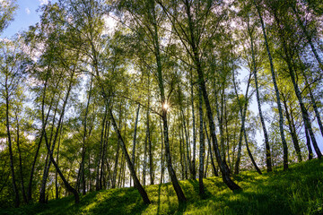 Sunlight filtering through the tall birch trees in a lush green forest, creating a serene and captivating natural landscape for nature enthusiasts.