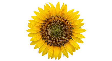 Fototapeta premium Single bright yellow sunflower head isolated on transparent background