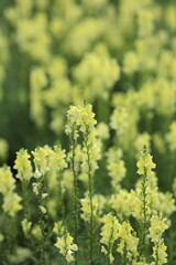 道端のホソバウンラン