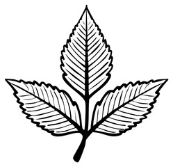 Detailed Line Art Illustration of a Leaf with Three Lobes and Serrated Edges for Botanical Designs