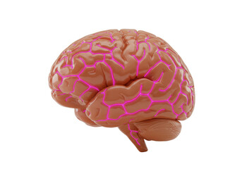 Human brain model isolated on transparent background, anatomical representation with glowing pink veins for medical education