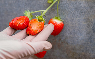 Gloved hand holding strawberry with visible slug damage in greenhouse
