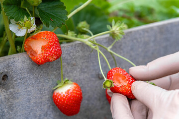 Strawberries growing in greenhouse during cold season, being checked for slug damage.