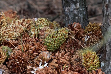 Pine cones on the ground in the forest, close-up