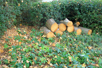 Offcut tree trunks surrounded by Holly bushes