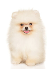 White Pomeranian puppy sitting and smiling directly at camera
