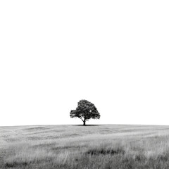 lonely tree in the vast field on white background