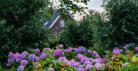 Blooming pink and purple hydrangeas fill a lush garden in front of a traditional brick house with a gray tiled roof in the Netherlands. Dense green shrubs and trees surround the summer landscape.