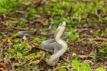 The feared Black Mamba (Dendroaspis polylepis) raising its head in a defensive pose – Africa’s deadly venomous snake