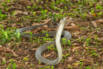 The feared Black Mamba (Dendroaspis polylepis) raising its head in a defensive pose – Africa’s deadly venomous snake