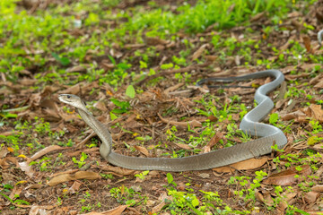 The feared Black Mamba (Dendroaspis polylepis) raising its head in a defensive pose – Africa’s deadly venomous snake