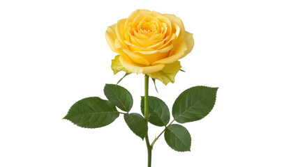 Fototapeta premium Isolated perfect beautiful yellow rose flower, delicate nature bloom, single stem with leaves