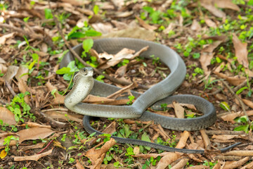 The feared Black Mamba (Dendroaspis polylepis) raising its head in a defensive pose – Africa’s deadly venomous snake