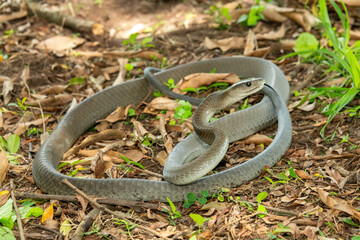 The feared Black Mamba (Dendroaspis polylepis) raising its head in a defensive pose – Africa’s deadly venomous snake
