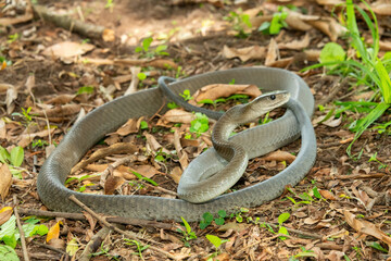 The feared Black Mamba (Dendroaspis polylepis) raising its head in a defensive pose – Africa’s deadly venomous snake