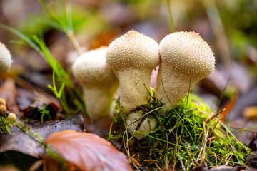 Group of 3 creamy white Puffballs (Lycoperdon perlatum) macro close up – a type of fungus featuring a ball-shaped fruit body that bursts on impact, releasing a cloud of dust-like spores when mature.  