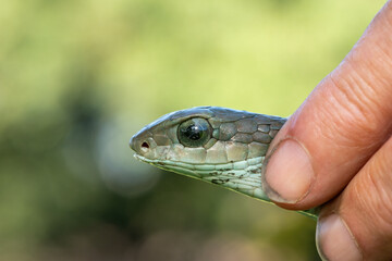 Necking a gorgeous adult female boomslang (Dispholidus typus), also known as a tree snake or African tree snake.  Africa’s deadly venomous snake