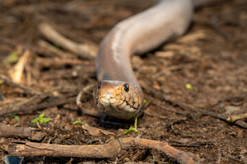 The feared Mozambique Spitting Cobra (Naja mossambica) displaying its signature hood in a defensive pose – Africa’s deadly venomous snake