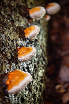 Fomitopsis pinicola, is a stem decay fungus common on softwood and hardwood trees. Its conk (fruit body) is known as the red-belted conk. The 4 bright caps are covered with sparkling guttation drops.