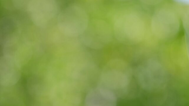 Green bokeh background of tropical leaves softly moving in natural sunlight, perfect for nature and abstract footage.