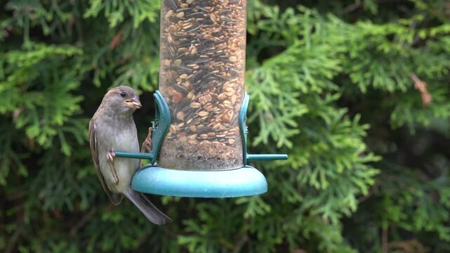 sparrows at the feeder