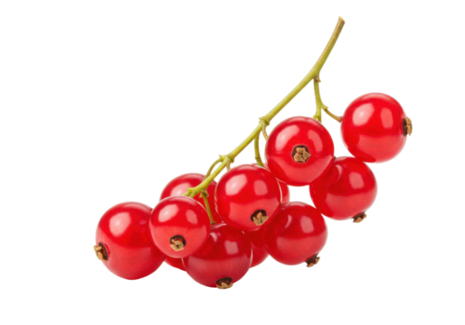 Isolated branch of red currants, a popular summer ingredient for preserves and desserts