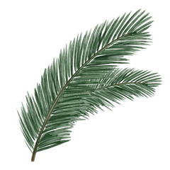 Pine branch illustration in watercolor style with soft green needles and natural texture. Ideal for Christmas cards, winter patterns, packaging, invitations, and festive design projects.