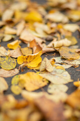 Autumn landscape, autumn park, autumn city from above, view from a Ferris wheel of an autumn park, autumn leaves, handmade wooden figures, animals carved from wood