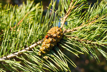 Ladybug on a pine cone. One closed green Lodgepole Pinecone on a pine branch with green needles in coniferous forest of mountains