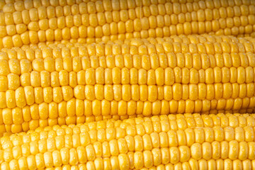 Sweet corn ears closeup. Fresh maize cob macro texture, autumn sweetcorn, corncob close up