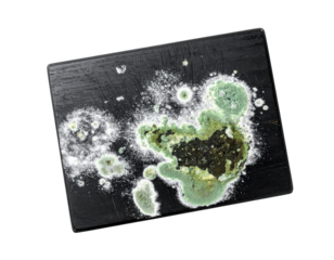 A close-up view of a mold growth on a surface, showcasing various textures and colors, predominantly green and black.