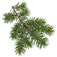 Naklejka premium Detailed realistic pine branch with green needles against a black void