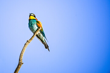 Bee-eater or Merops apiaster, perched on a branch.