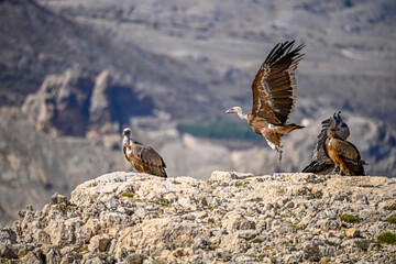 Griffon Vulture or Gyps fulvus in flight.