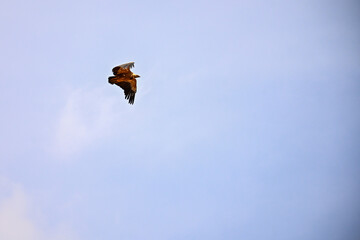 Griffon Vulture or Gyps fulvus in flight.