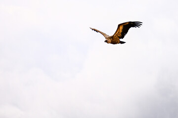 Griffon Vulture or Gyps fulvus in flight.