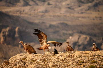 Griffon vultures or Gyps fulvus perched on the mountain.